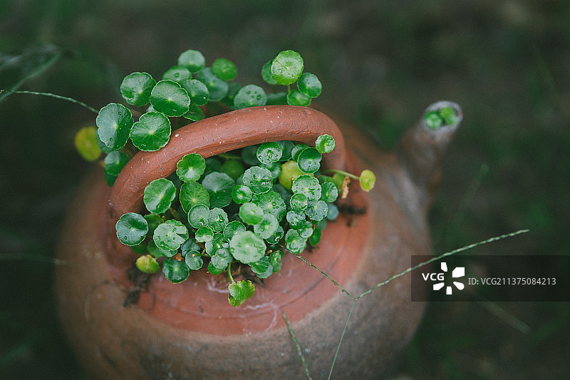 翠绿的铜钱草图片素材