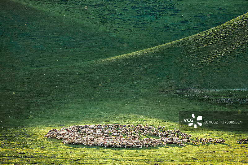 呼伦贝尔大草原草原牧场蓝天白云风景图片素材