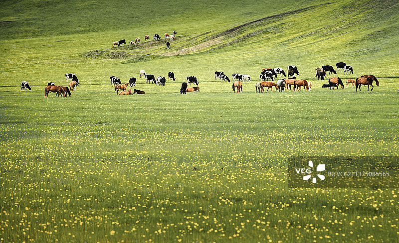 呼伦贝尔大草原草原牧场蓝天白云风景图片素材