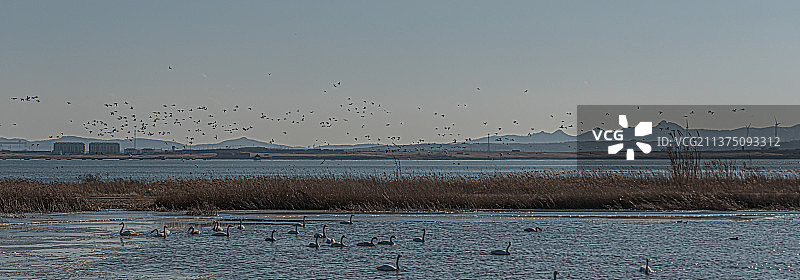 成群结队练飞忙500PX(烟墩角村大天鹅）图片素材