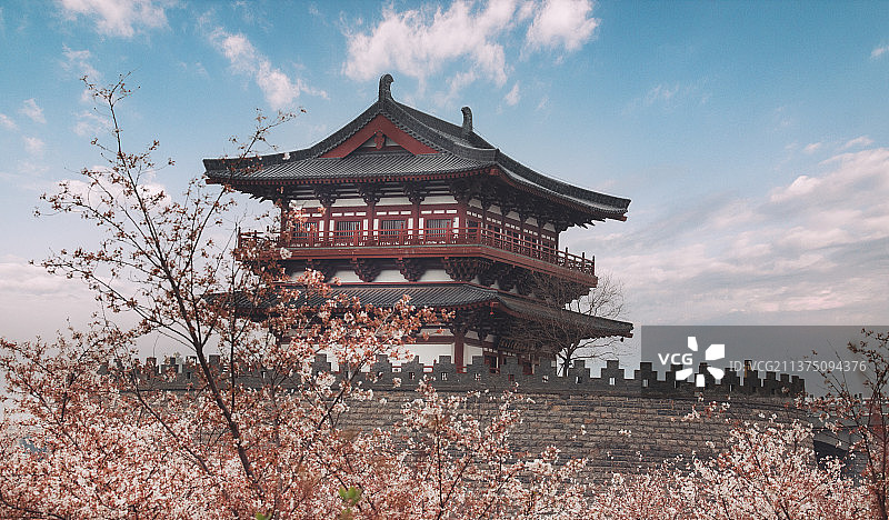 瀍河朱樱樱花图片素材
