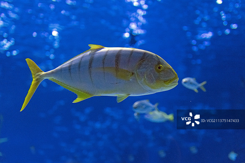 海底世界黄金鲹特写图片素材