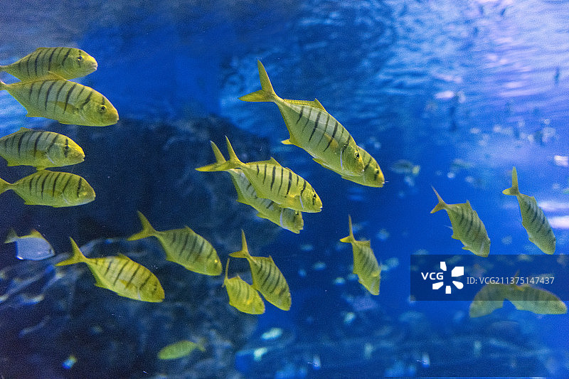 海底世界黄金鲹特写图片素材