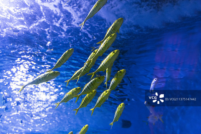 海底世界黄金鲹特写图片素材