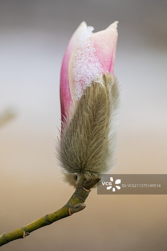 春雪 玉兰图片素材