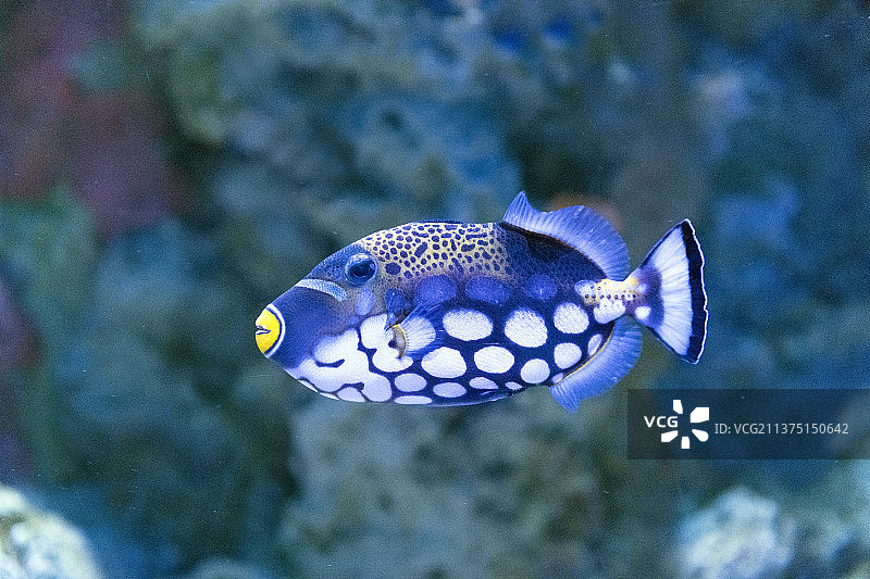 海底世界扳机鱼特写图片素材