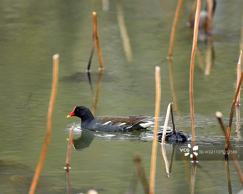 黑水鸡图片素材