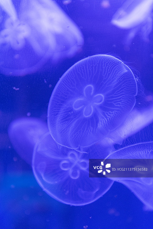 海洋世界水母特写图片素材