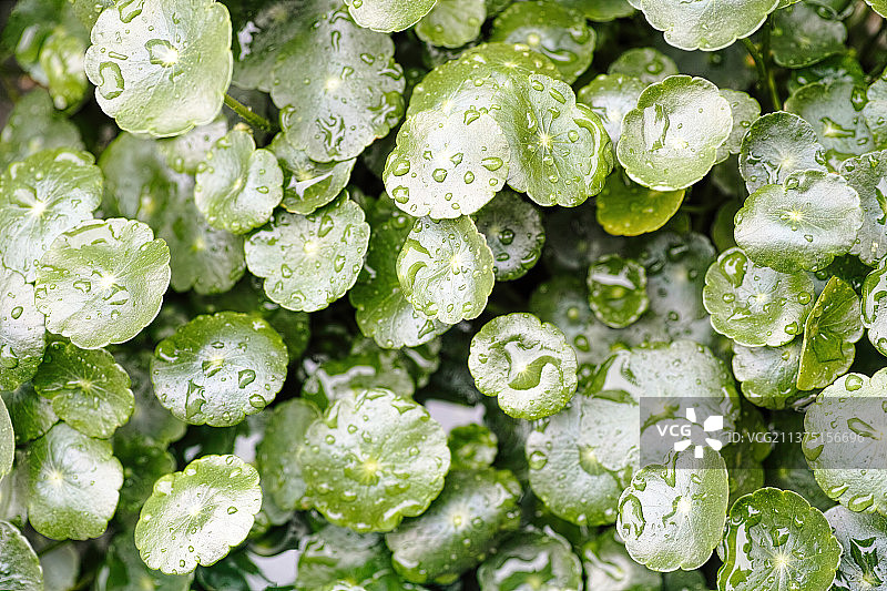 铜钱草图片素材