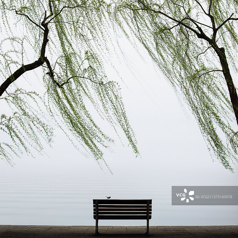 柳浪闻莺图片素材