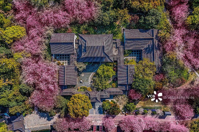 莫愁湖公园海棠开了图片素材