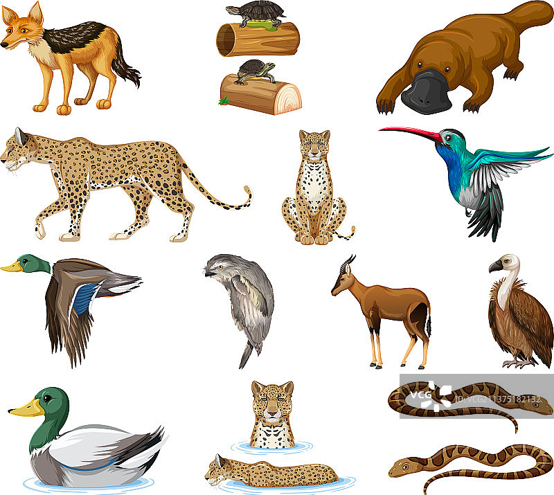 不同种类的动物合集图片素材
