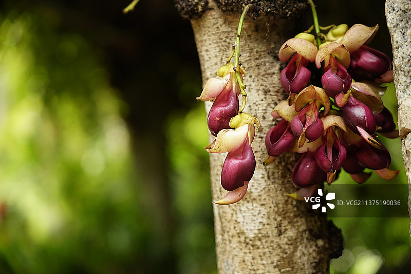 禾雀花图片素材