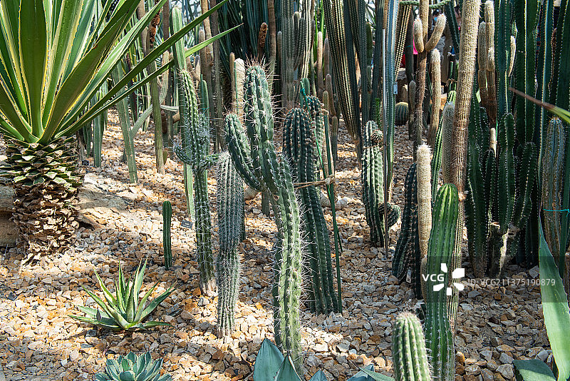 热带植物仙人掌图片素材