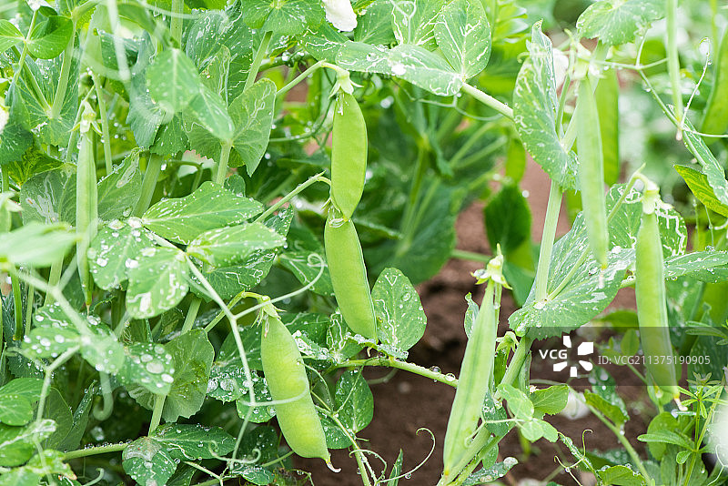 新鲜长出的豌豆图片素材