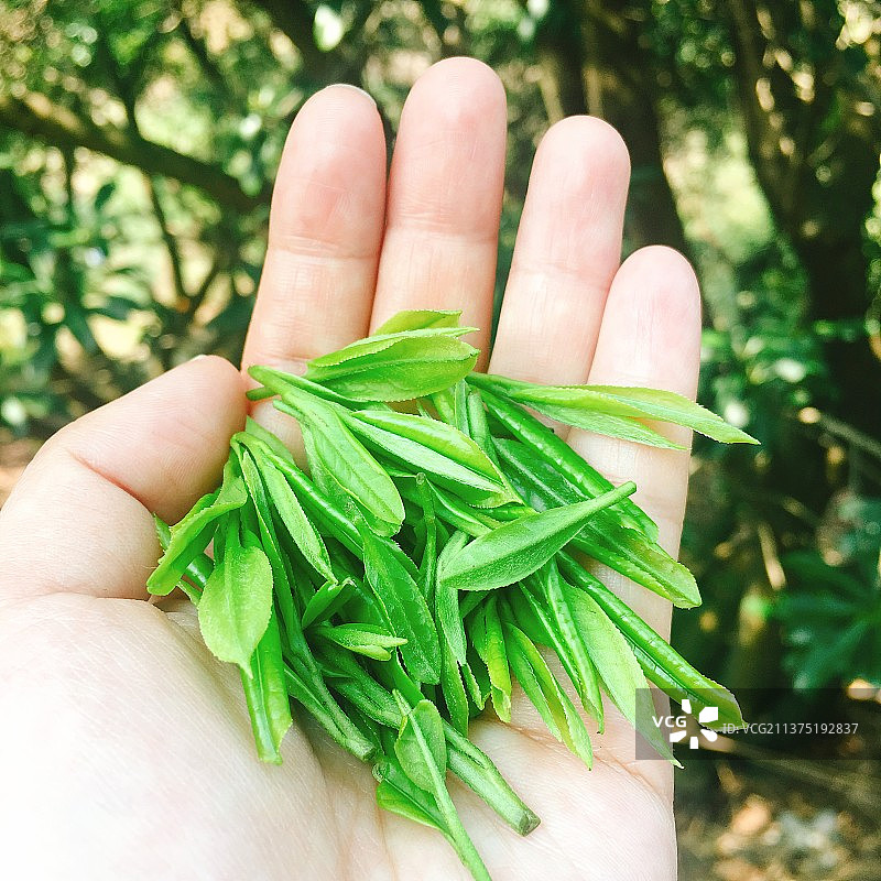 清明节前的绿茶图片素材