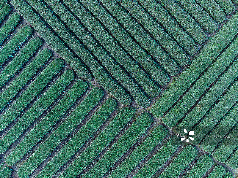 茶田图片素材