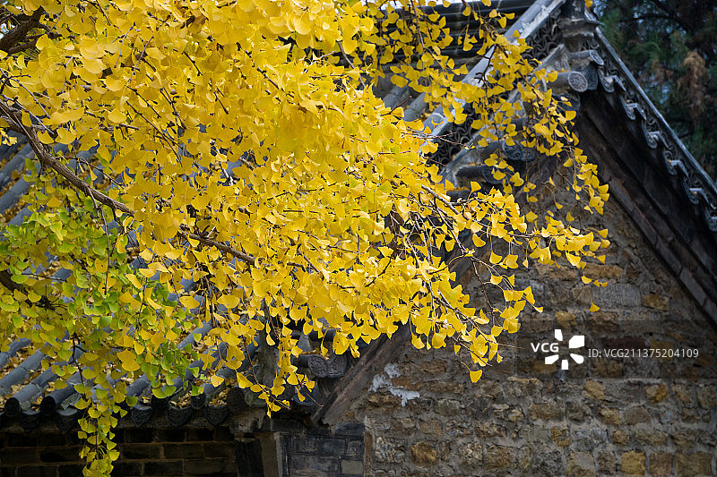 山东日照定林寺古建筑和银杏树图片素材