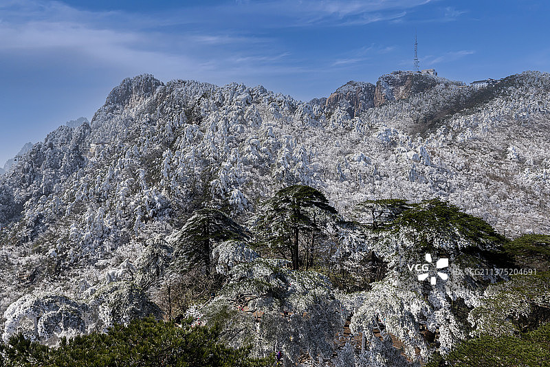 世界自然遗产黄山——大雪压青松图片素材