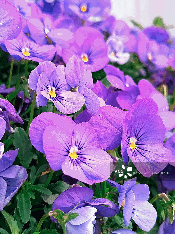 紫罗兰图片素材