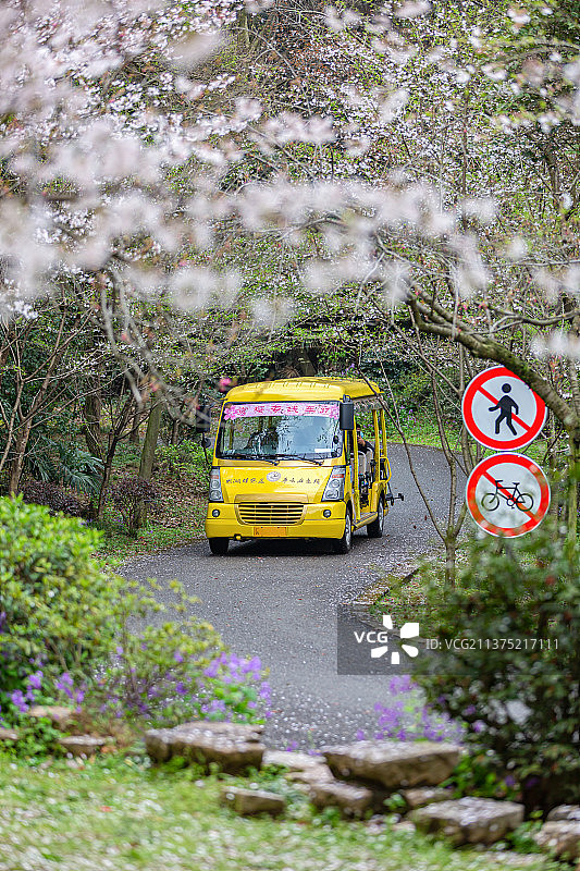 江苏省太湖鼋头渚风景区游客坐观光车赏樱花图片素材