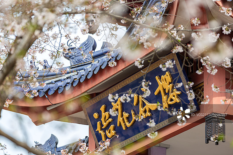 中国园林无锡市太湖鼋头渚赏樱楼建筑樱花风光图片素材