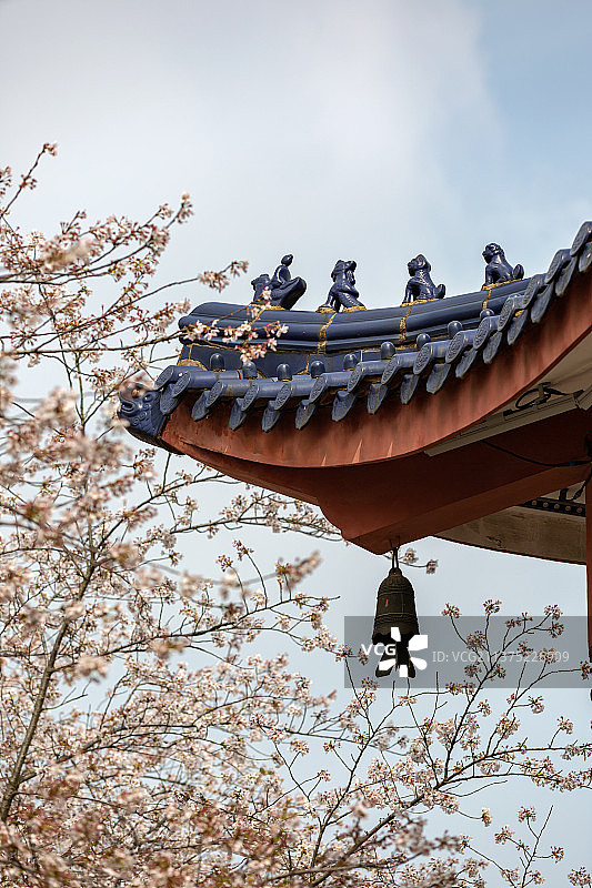 中国园林无锡市太湖鼋头渚赏樱楼建筑樱花风光图片素材