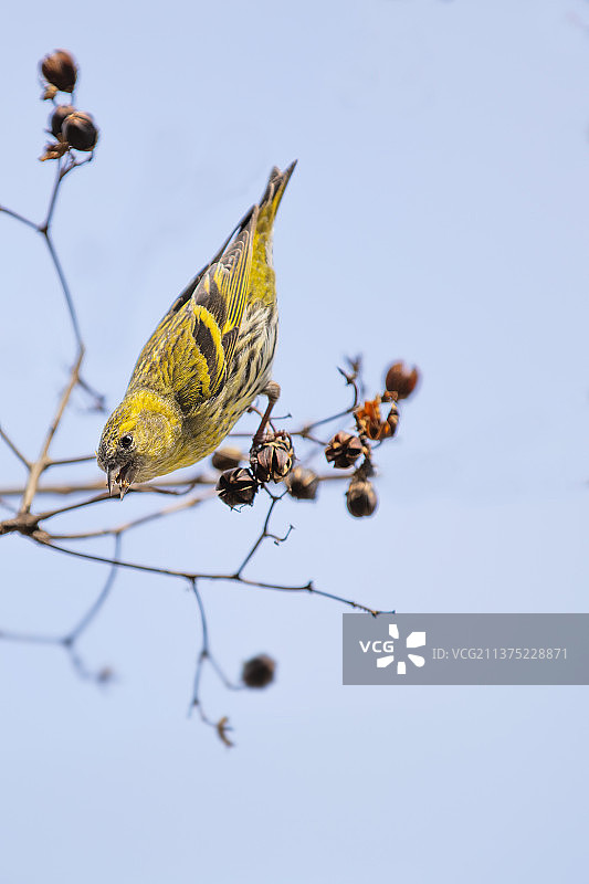 金翅雀（觅食紫薇果）图片素材
