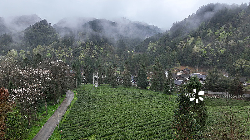 贵州省遵义市凤冈县娄山春茶叶专业合作社有机茶基地图片素材