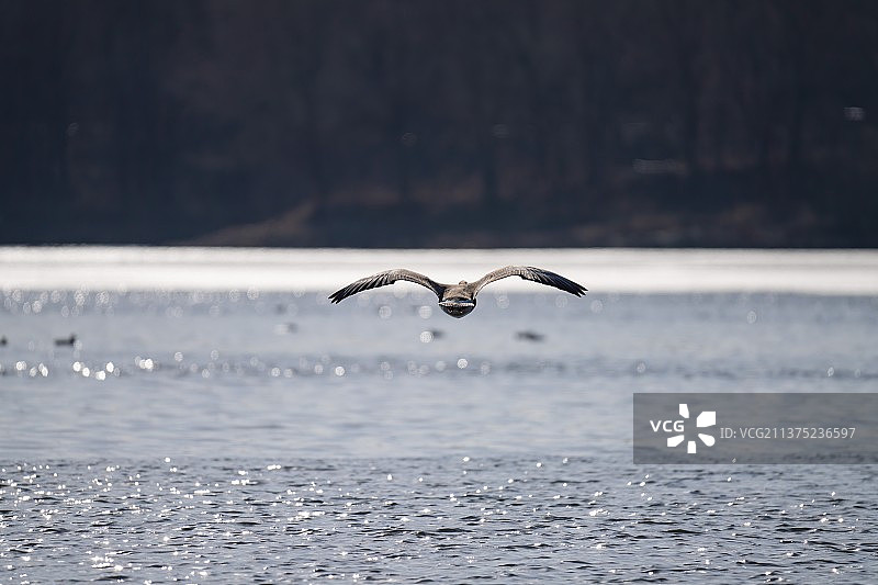 大雁在湖里自由游泳和结伴飞翔图片素材