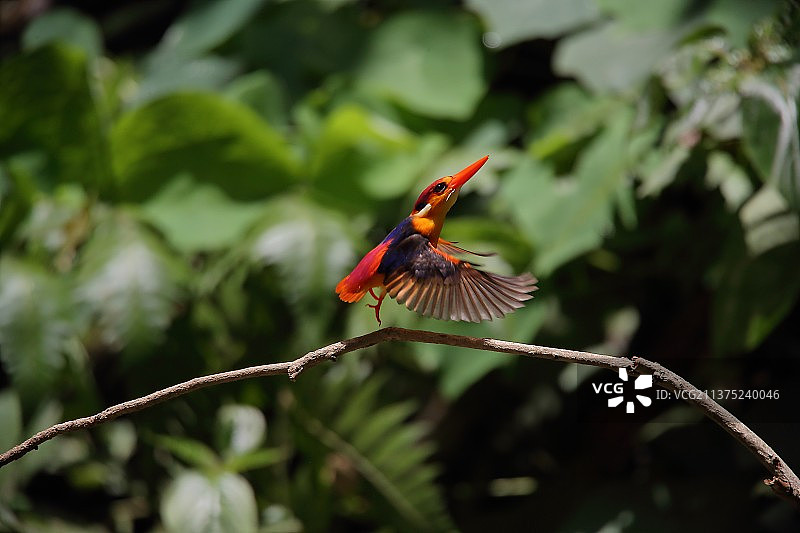 三趾翠鸟图片素材