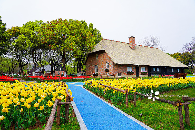 江苏南京绿博园，荷兰园中的郁金香和房屋的田园风光图片素材