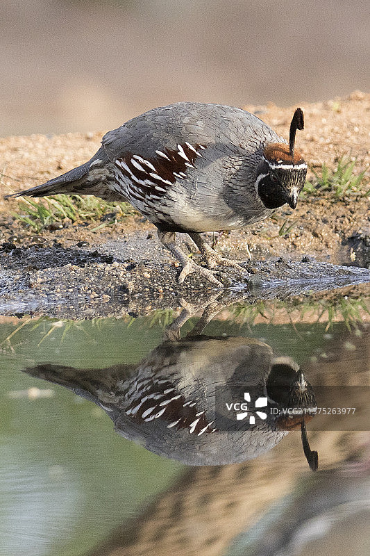 甘贝尔鹌鹑雄鸟在水中倒影图片素材