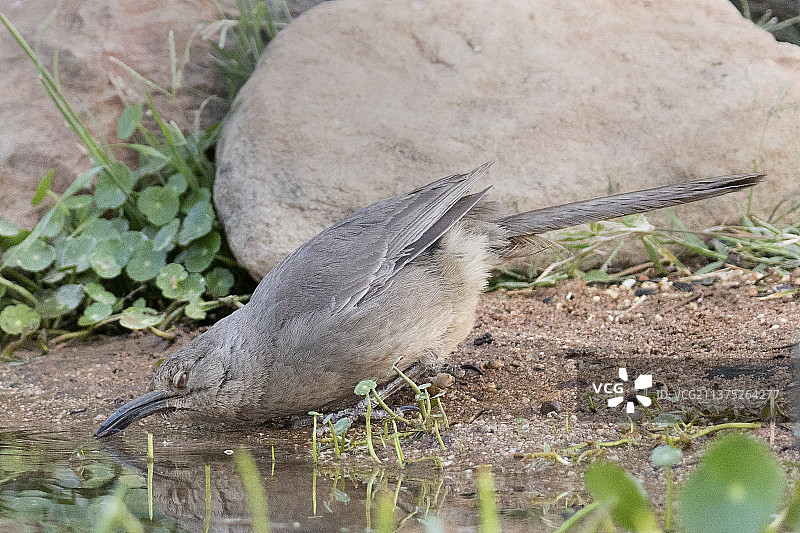 弯嘴嘲鸫饮水图片素材