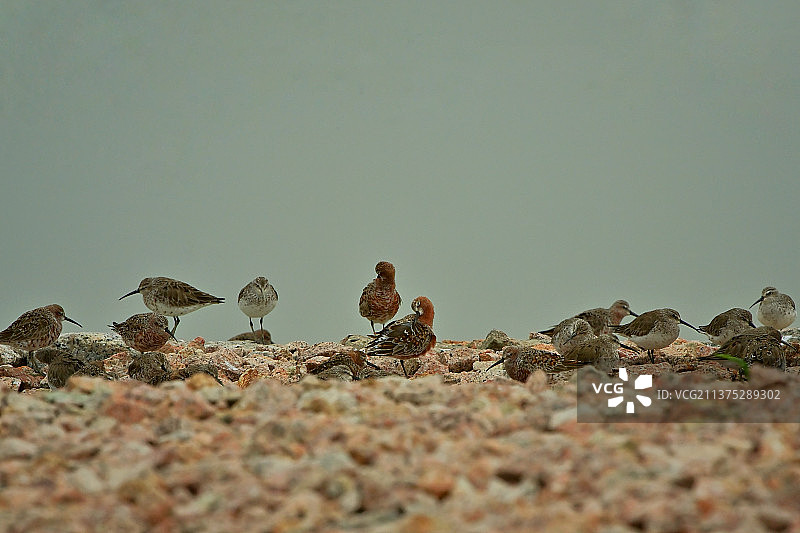 弯嘴滨鹬·深圳湾海滩的一次聚会图片素材