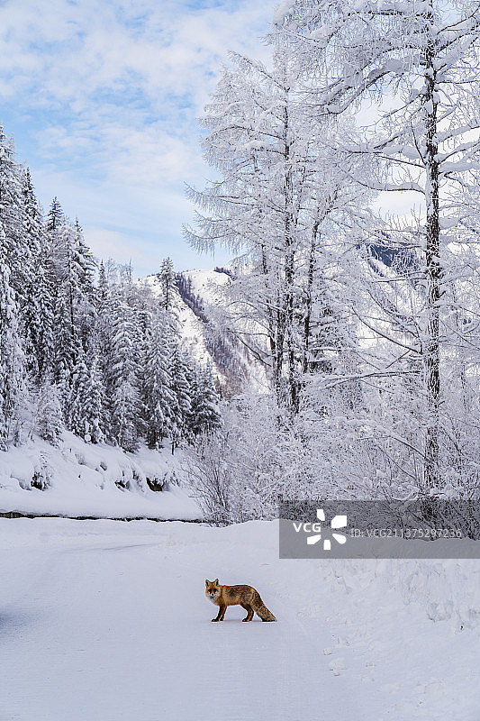 喀纳斯的精灵 赤狐图片素材