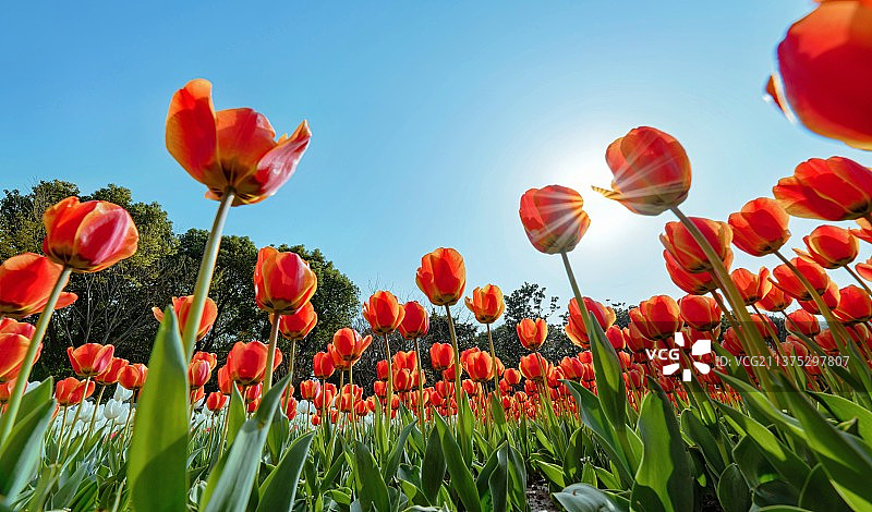 天空衬托下田野上红色郁金香的特写镜头图片素材