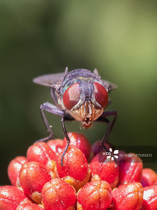 苍蝇图片素材