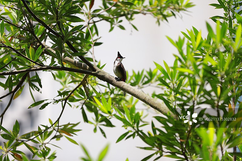 白喉红臀鹎图片素材