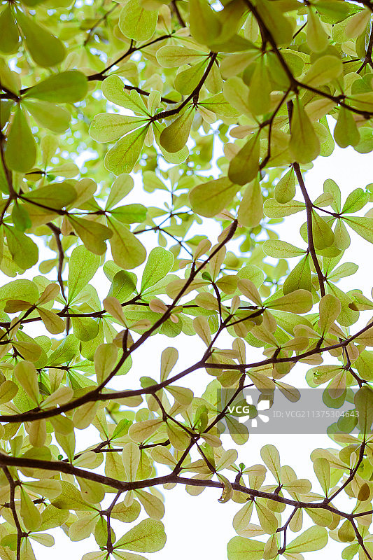 小叶榄仁树梢嫩叶图片素材