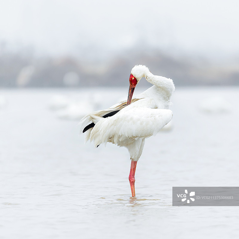白鹤鸟类飞翔江西鄱阳湖美丽风景图片素材
