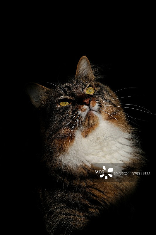 黑色背景下猫的特写镜头—金刚怒目图片素材