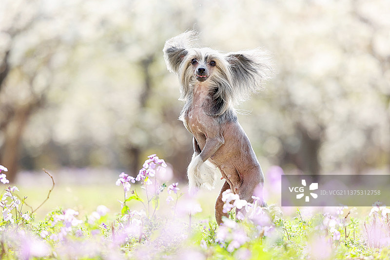 花海中嬉戏的中国冠毛犬图片素材