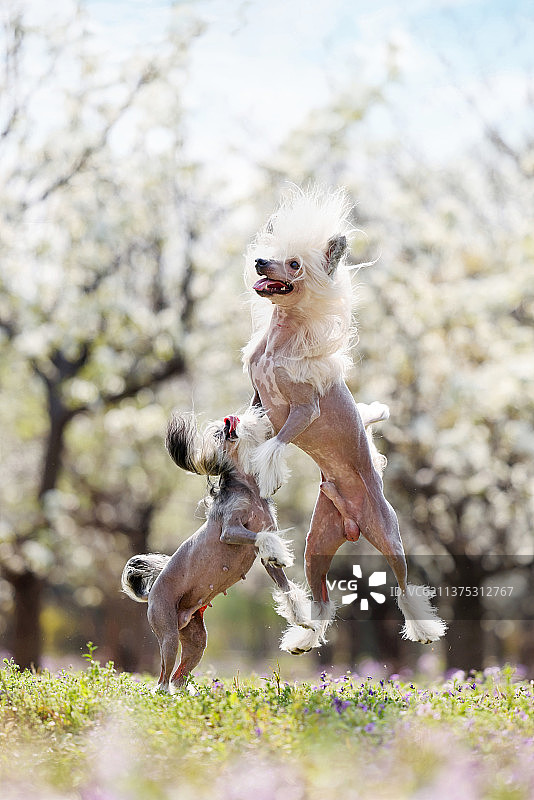 花海中嬉戏的中国冠毛犬图片素材