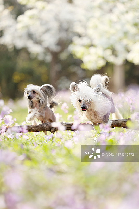 花海中嬉戏的中国冠毛犬图片素材