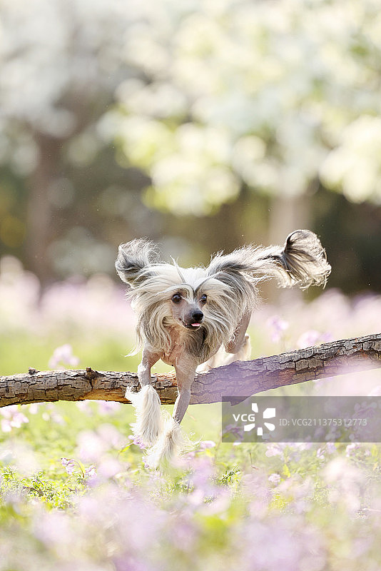 花海中嬉戏的中国冠毛犬图片素材