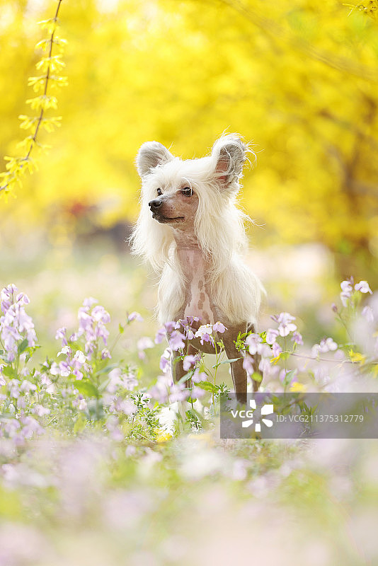 花海中嬉戏的中国冠毛犬图片素材