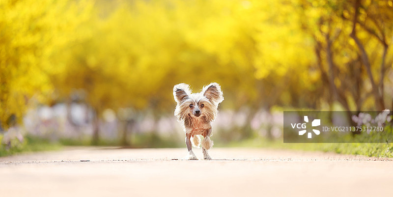 花海中嬉戏的中国冠毛犬图片素材