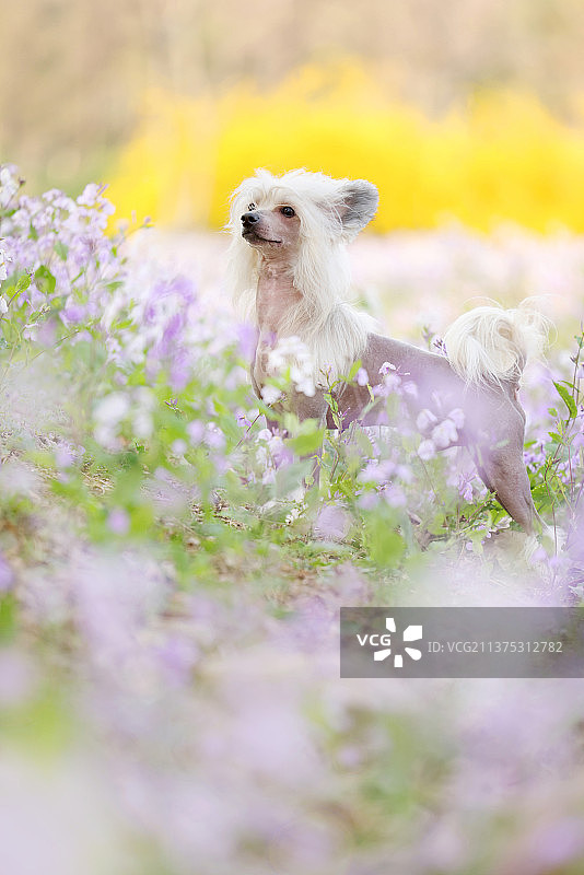 花海中嬉戏的中国冠毛犬图片素材