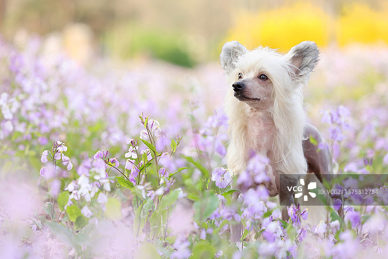 花海中嬉戏的中国冠毛犬图片素材